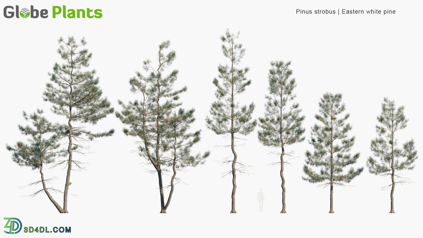 Globe Plants Vol 10 Pinus Strobus
