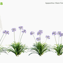 Globe Plants Vol 12 Agapanthus Black Pantha 