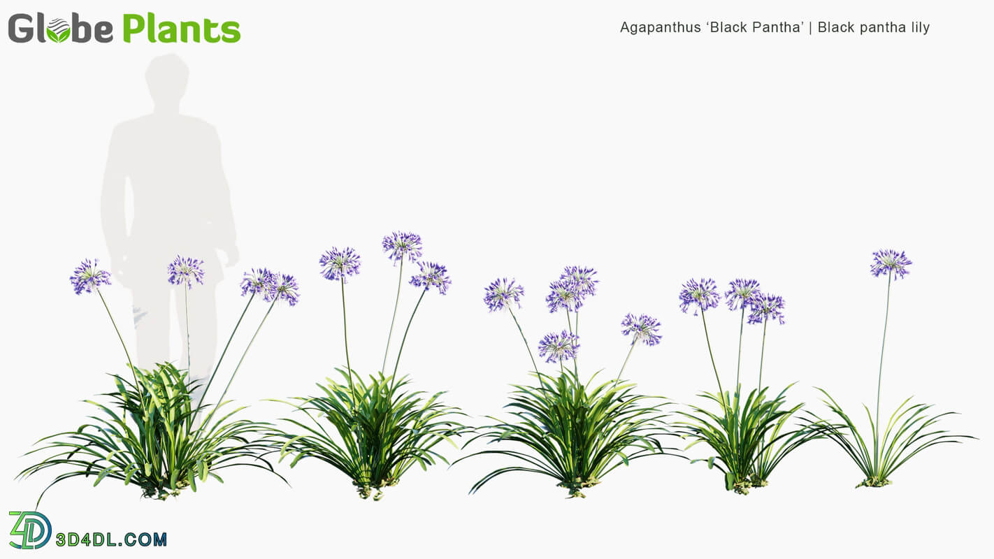 Globe Plants Vol 12 Agapanthus Black Pantha