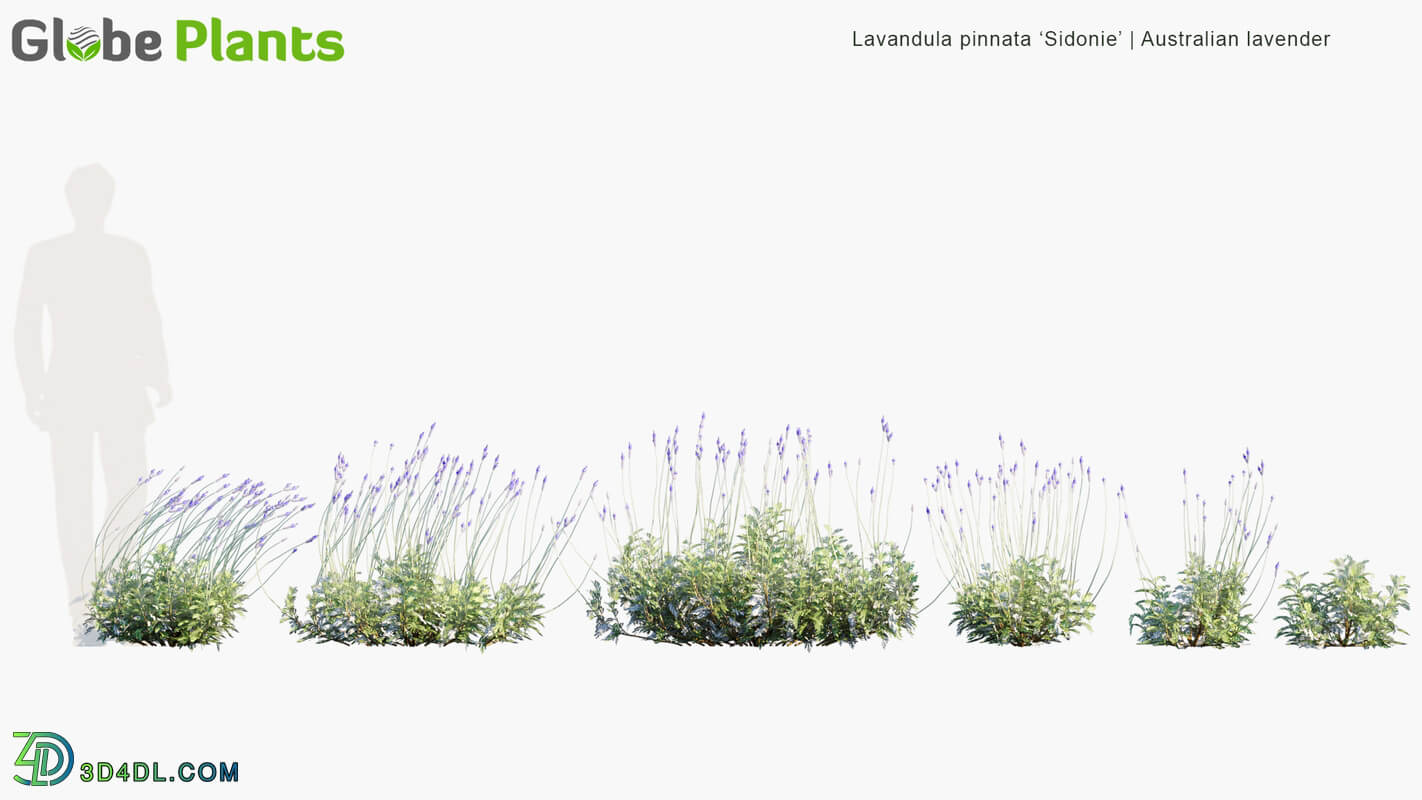 Globe Plants Vol 12 Lavandula Pinnata Sidonie