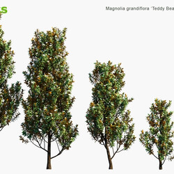 Globe Plants Vol 12 Magnolia Grandiflora Teddy Bear 