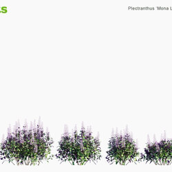 Globe Plants Vol 12 Plectranthus Mona Lavender 