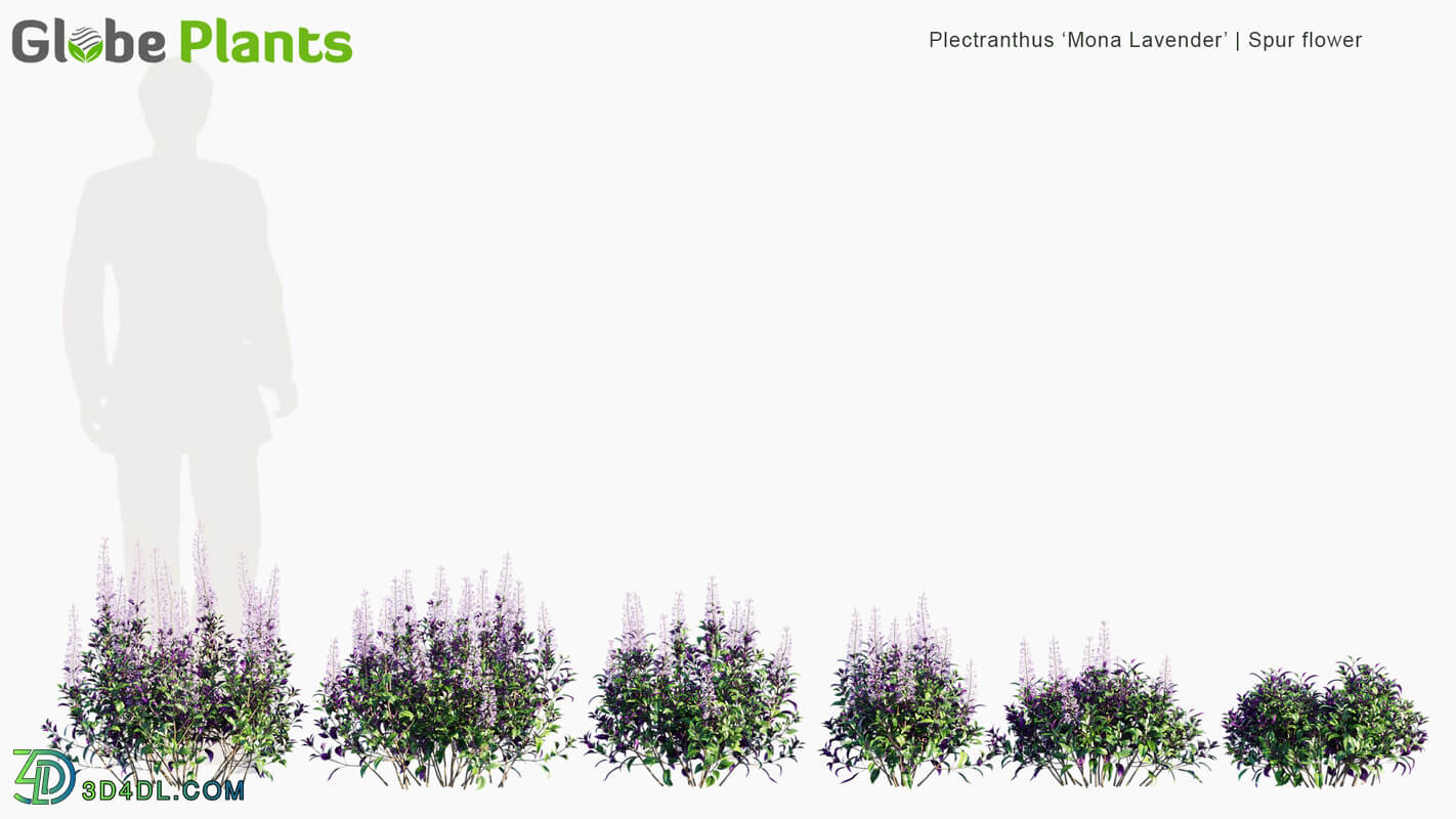 Globe Plants Vol 12 Plectranthus Mona Lavender