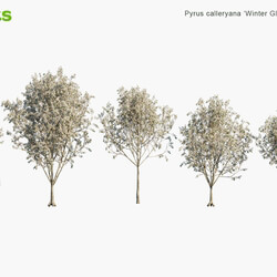 Globe Plants Vol 12 Pyrus Calleryana Winter Glow 