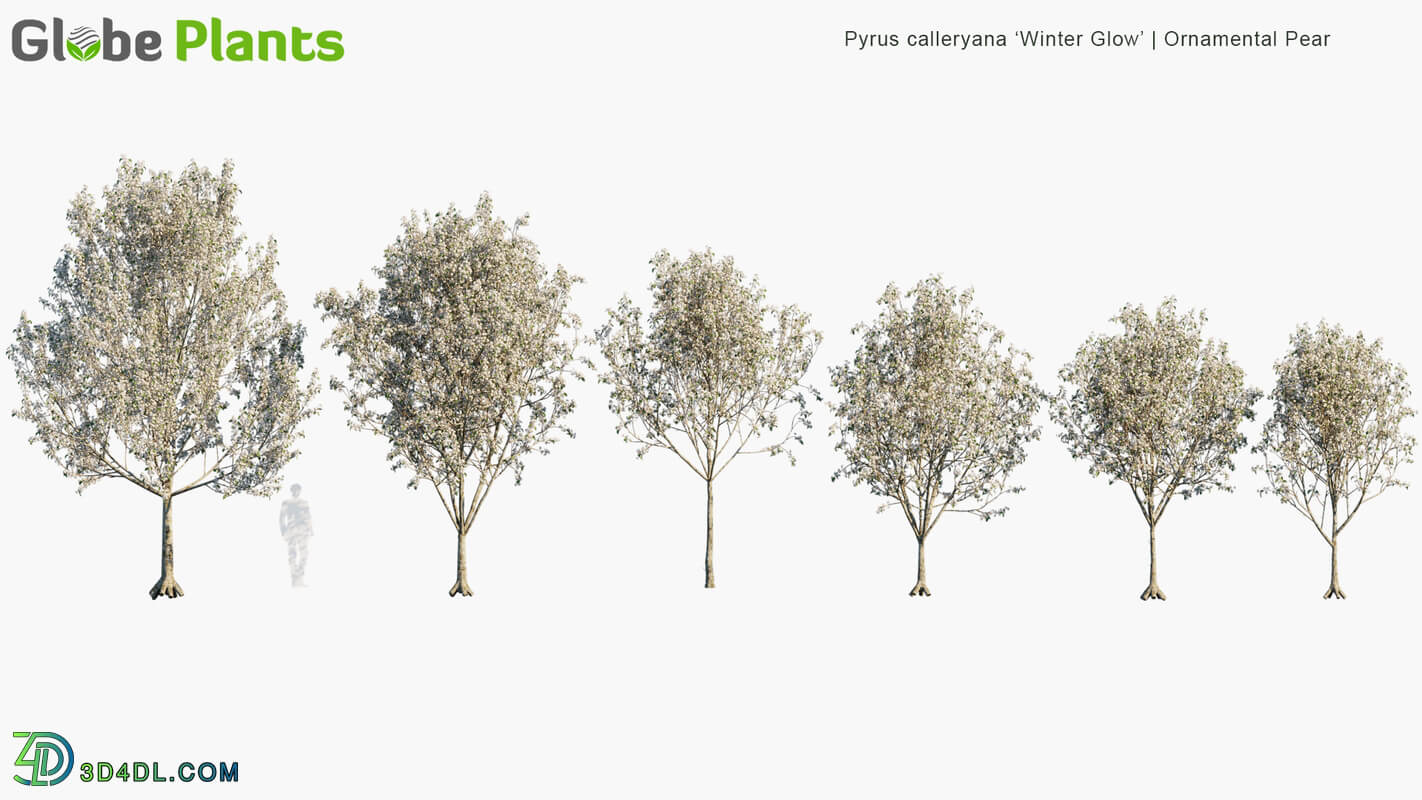 Globe Plants Vol 12 Pyrus Calleryana Winter Glow