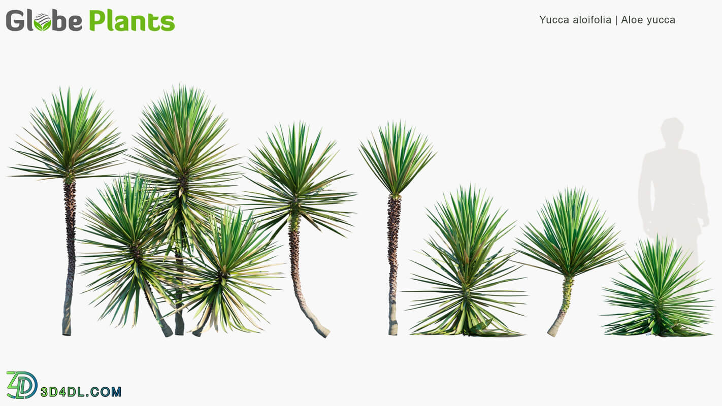 Globe Plants Vol 12 Yucca Aloifolia