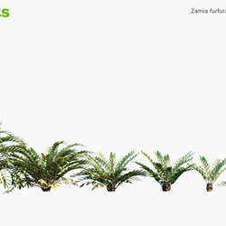 Globe Plants Vol 12 Zamia Furfuracea 