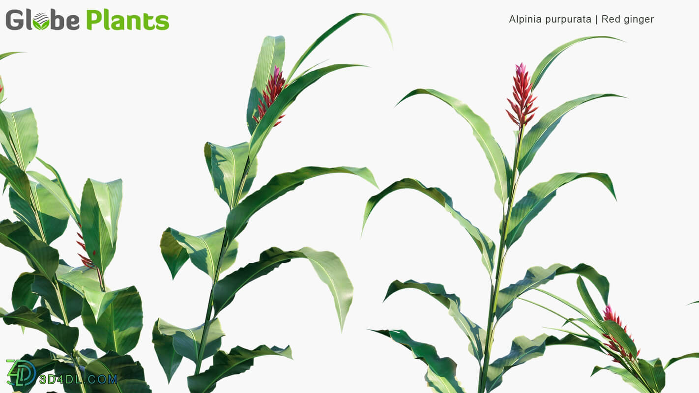 Globe Plants Vol 14 Alpinia Purpurata