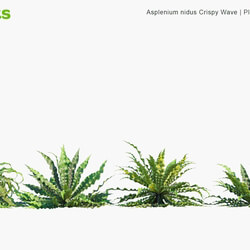 Globe Plants Vol 14 Asplenium Nidus Crispy Wave 