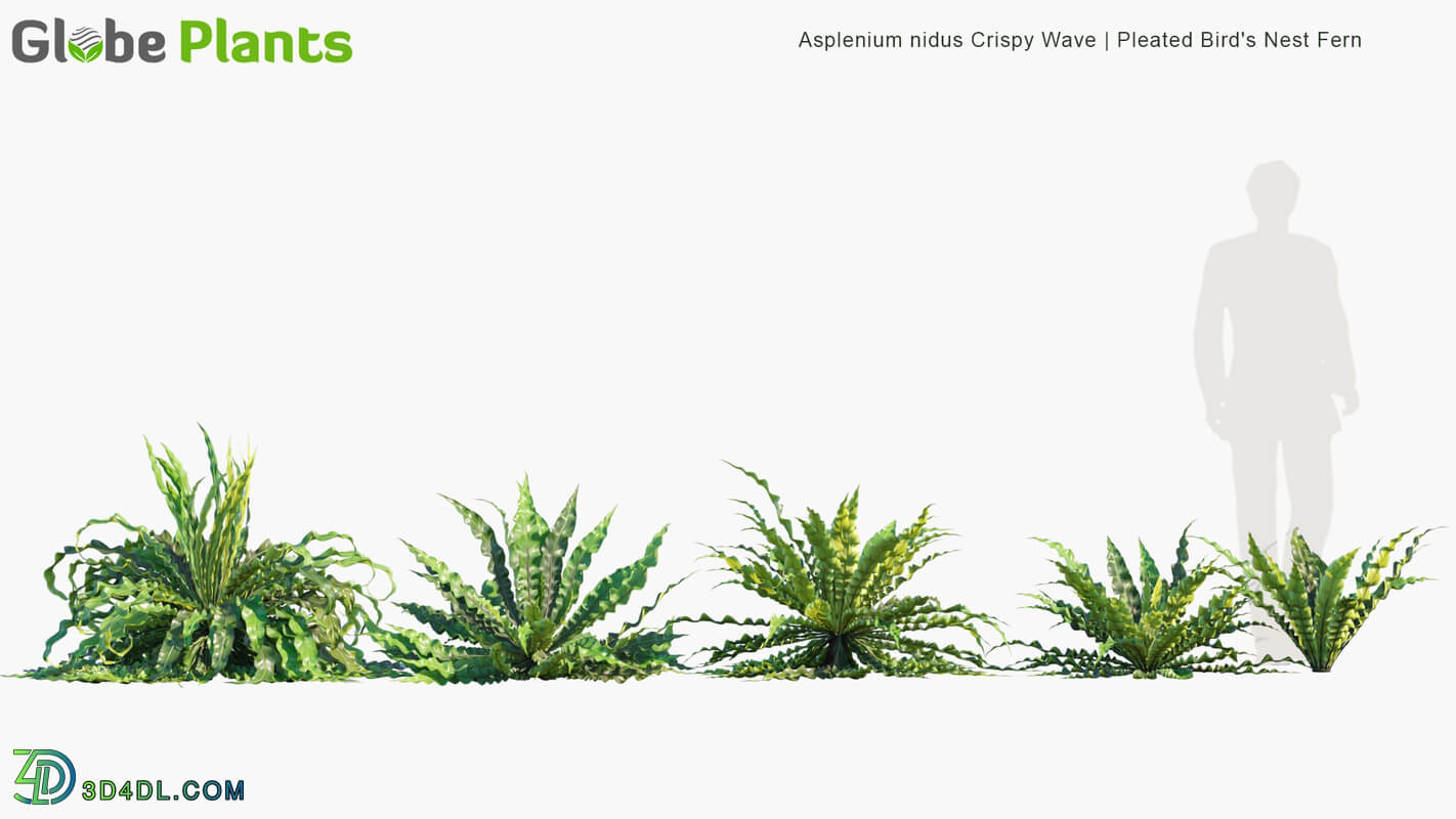 Globe Plants Vol 14 Asplenium Nidus Crispy Wave