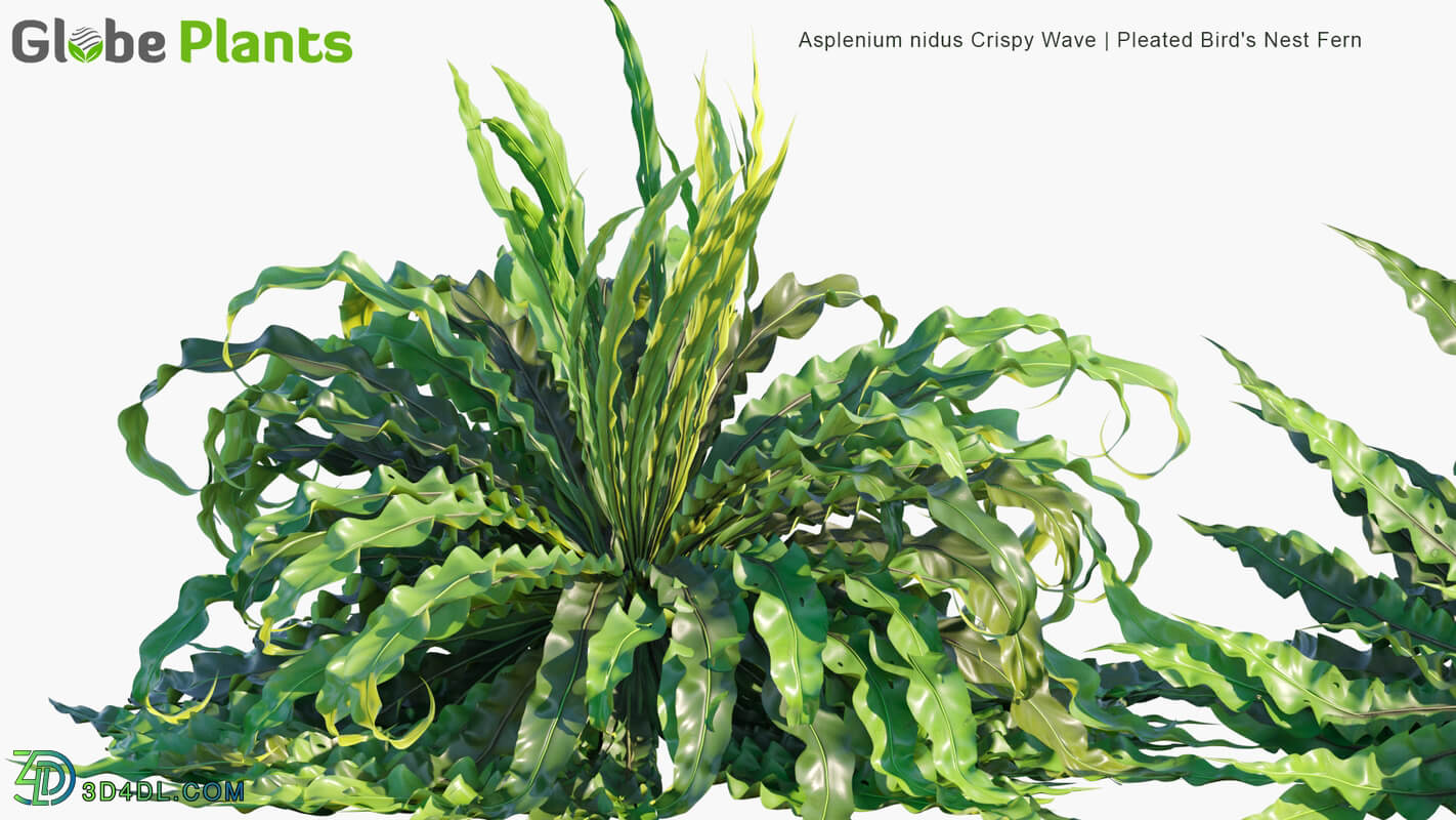 Globe Plants Vol 14 Asplenium Nidus Crispy Wave