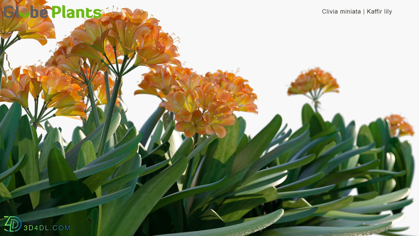 Globe Plants Vol 14 Clivia Miniata