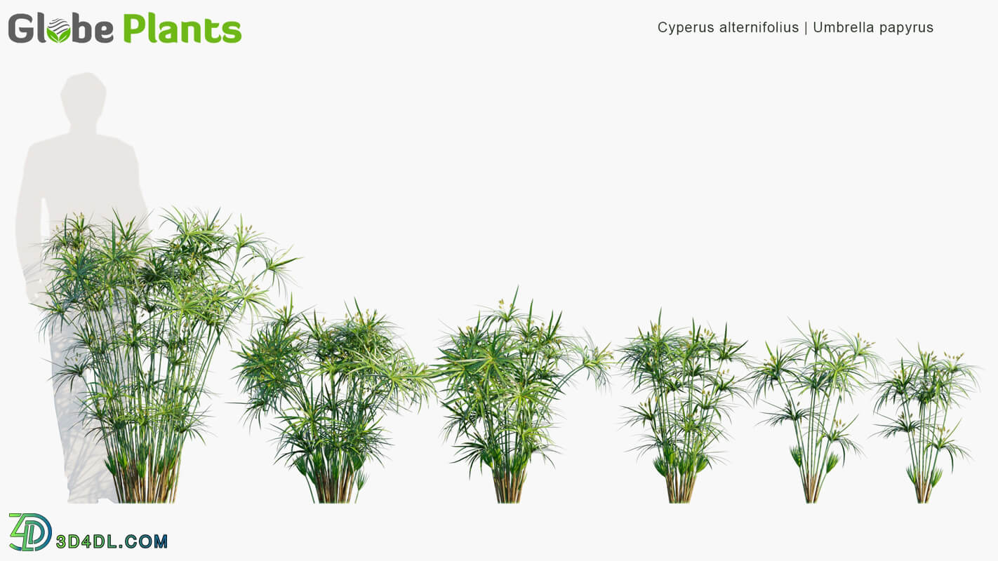 Globe Plants Vol 14 Cyperus Alternifolius