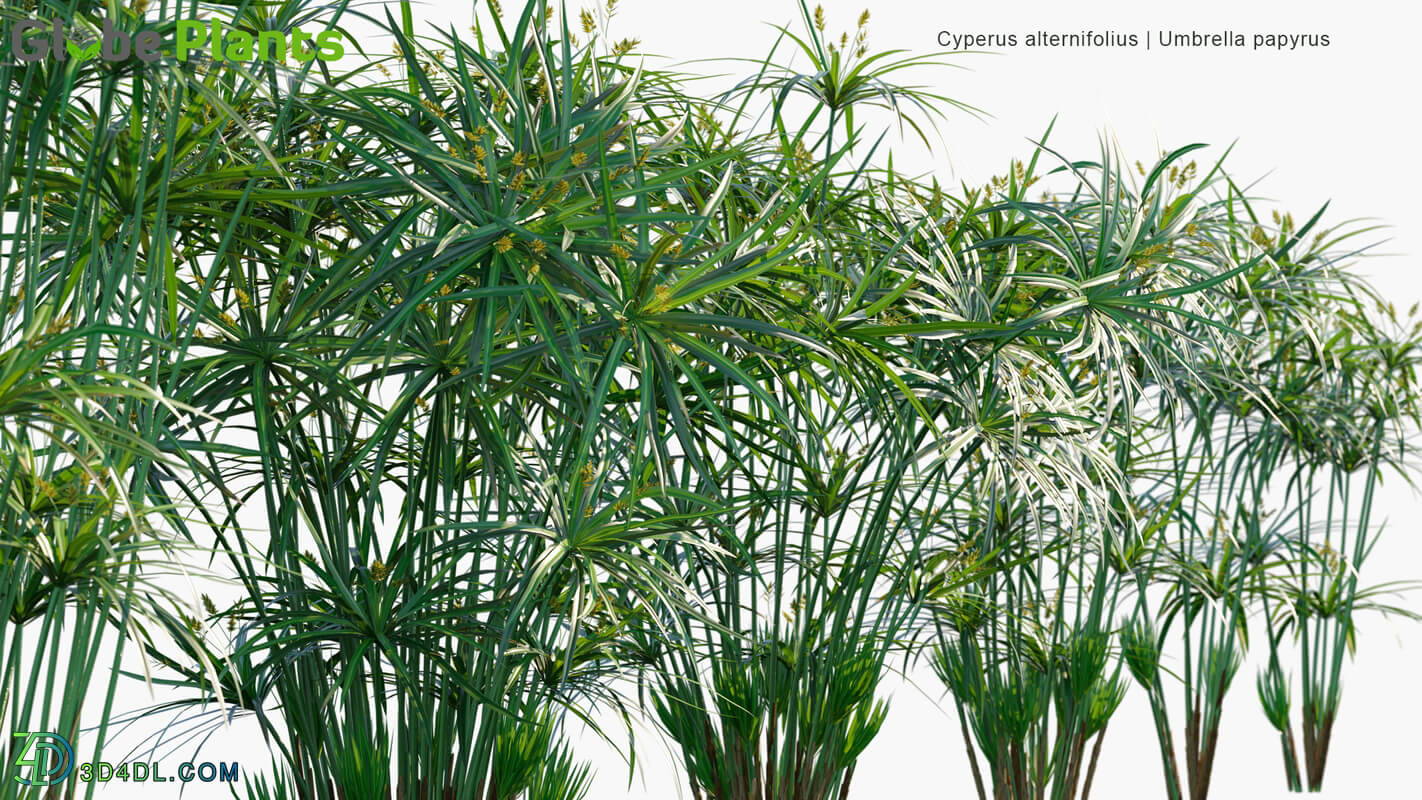 Globe Plants Vol 14 Cyperus Alternifolius