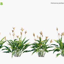 Globe Plants Vol 14 Heliconia Psittacorum 