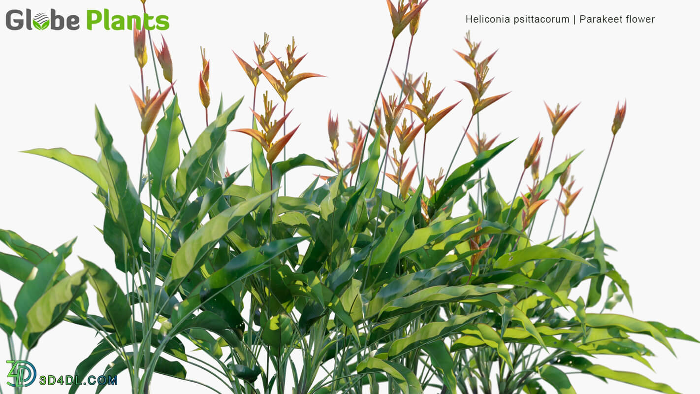 Globe Plants Vol 14 Heliconia Psittacorum