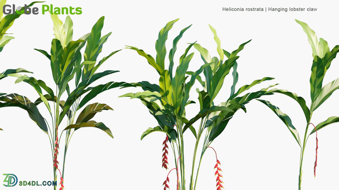 Globe Plants Vol 14 Heliconia Rostrata