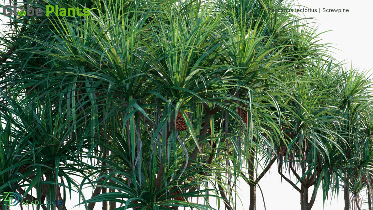 Globe Plants Vol 14 Pandanus Tectorius