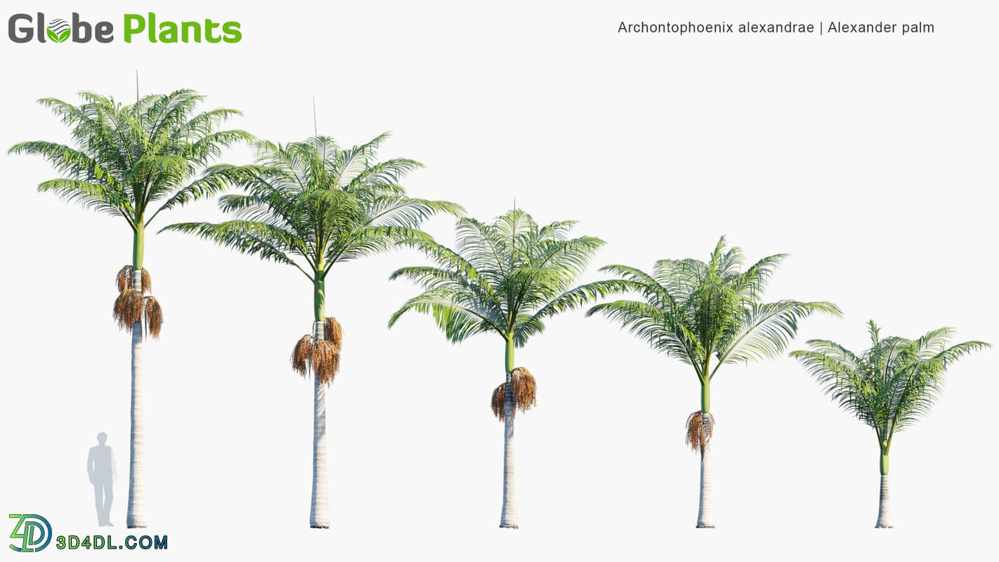Globe Plants Vol 15 Archontophoenix Alexandrae