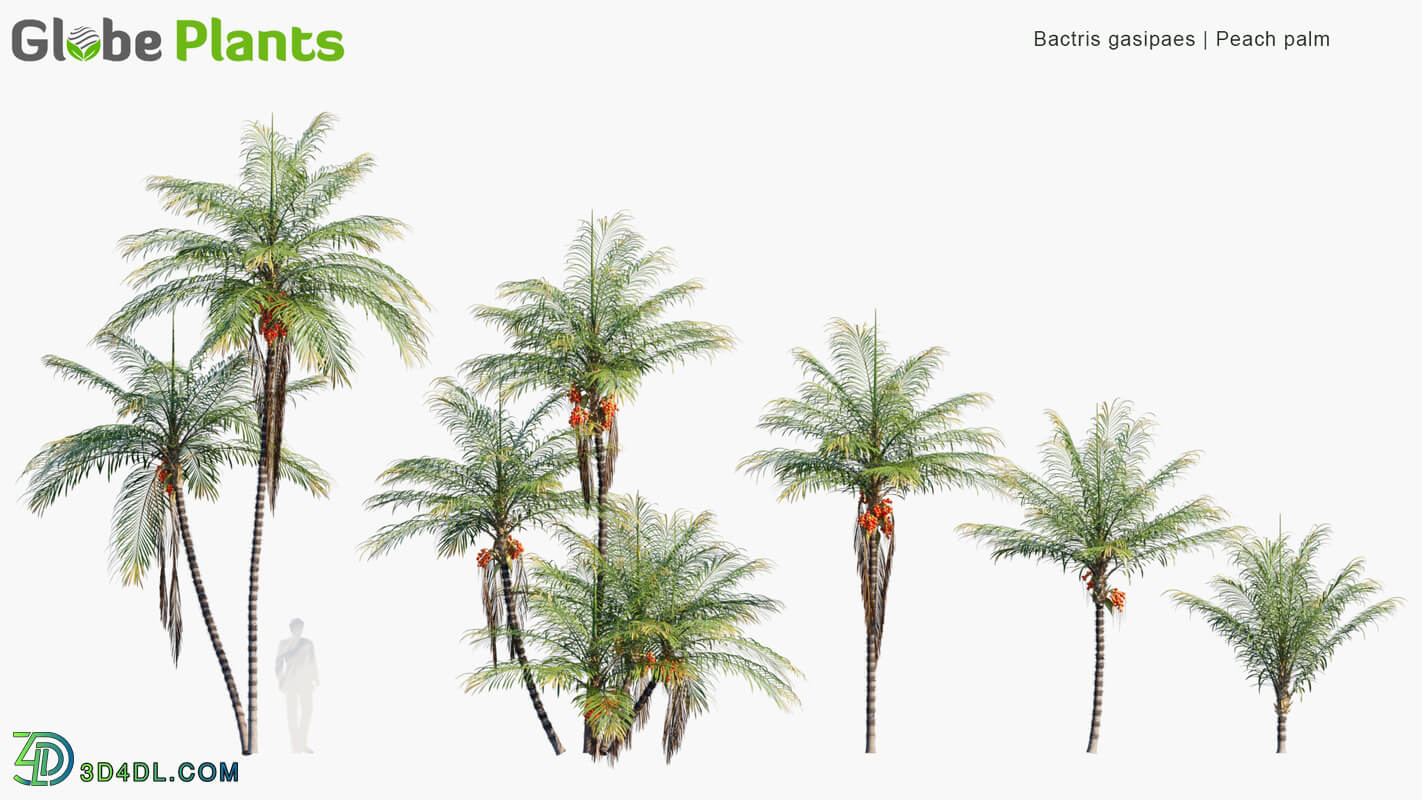 Globe Plants Vol 15 Bactris Gasipaes