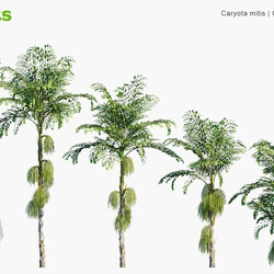 Globe Plants Vol 15 Caryota Mitis 