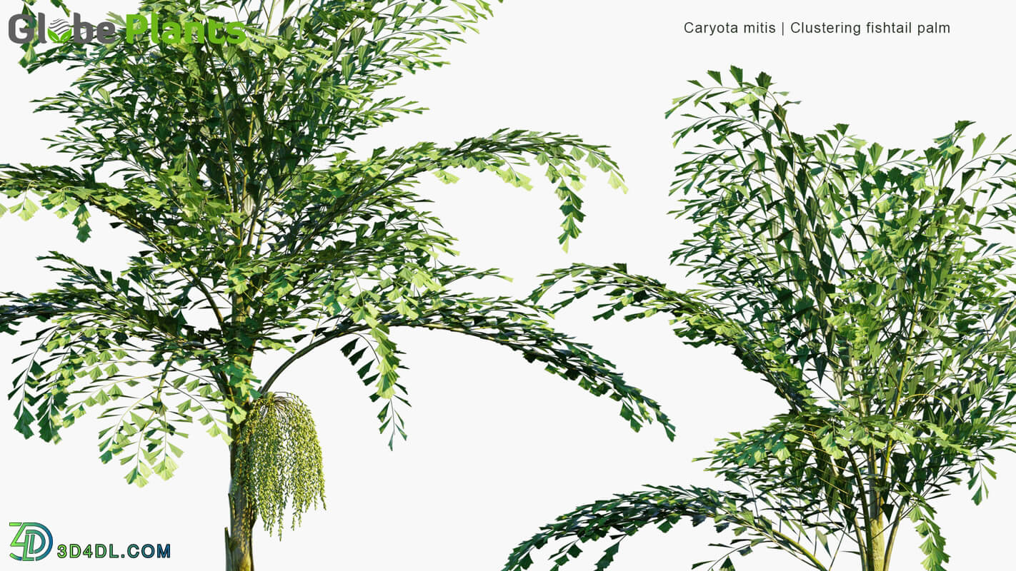 Globe Plants Vol 15 Caryota Mitis