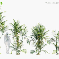 Globe Plants Vol 15 Chamaedorea Costaricana 
