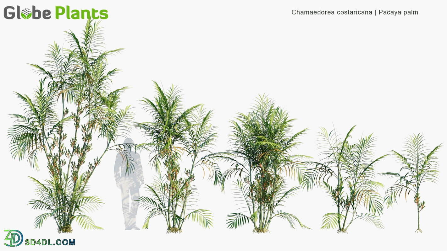 Globe Plants Vol 15 Chamaedorea Costaricana