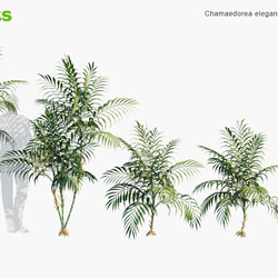 Globe Plants Vol 15 Chamaedorea Elegans 