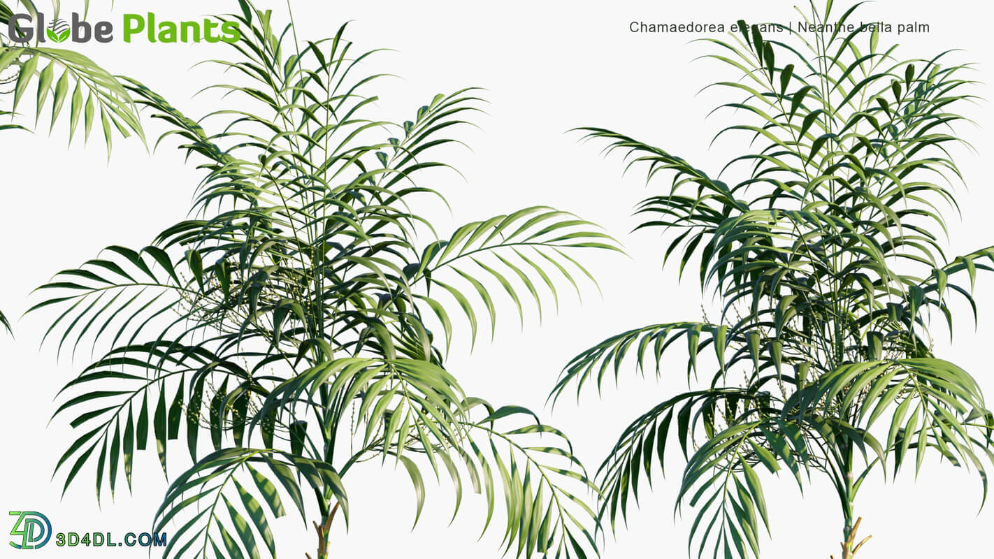 Globe Plants Vol 15 Chamaedorea Elegans