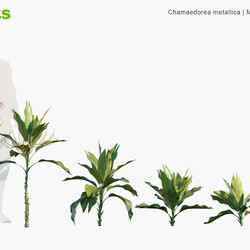 Globe Plants Vol 15 Chamaedorea Metallica 