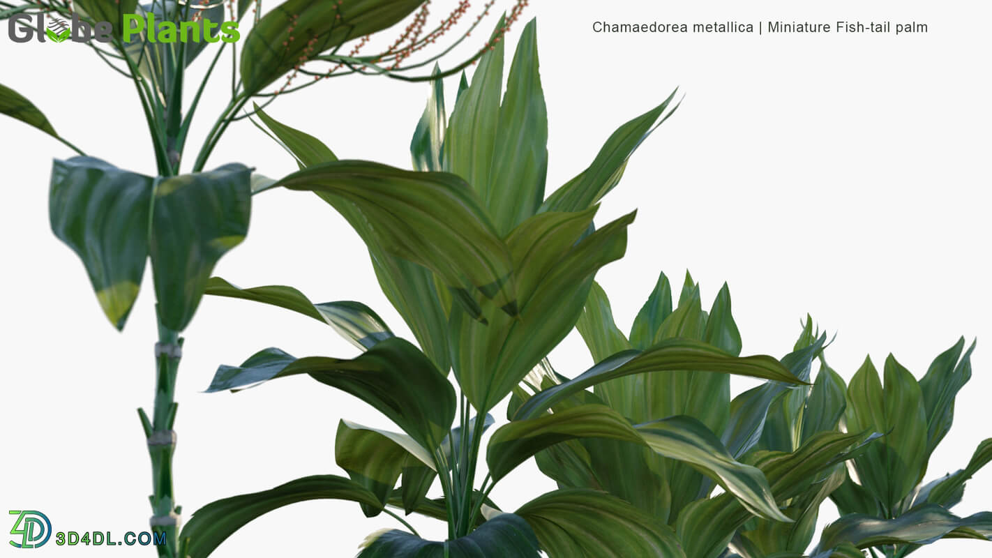 Globe Plants Vol 15 Chamaedorea Metallica