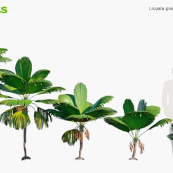 Globe Plants Vol 15 Licuala Grandis 