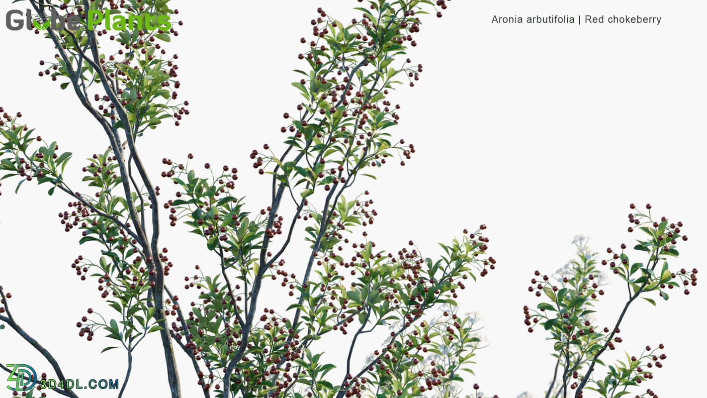 Globe Plants Vol 19 Aronia Arbutifolia