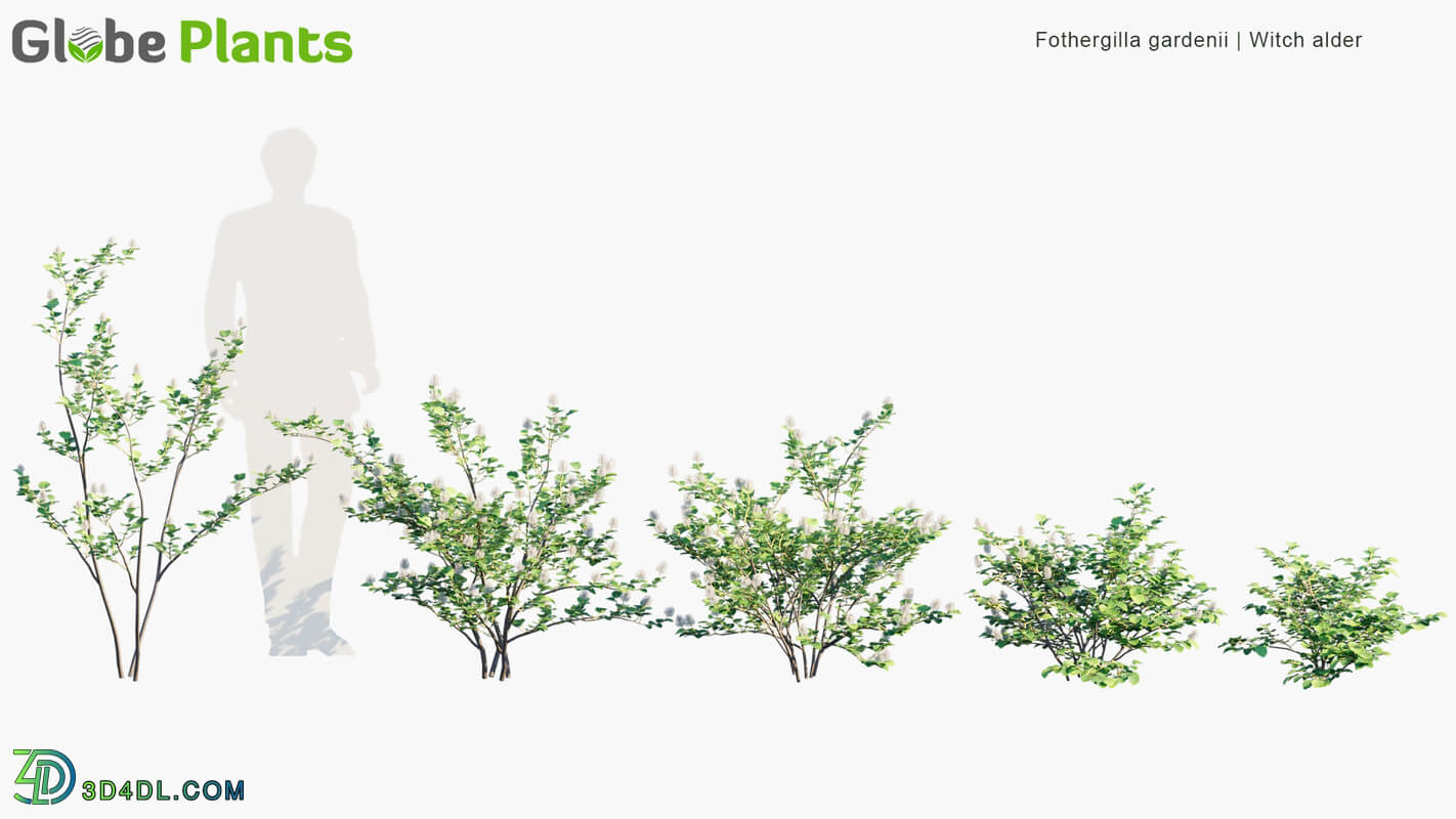 Globe Plants Vol 19 Fothergilla Gardenii