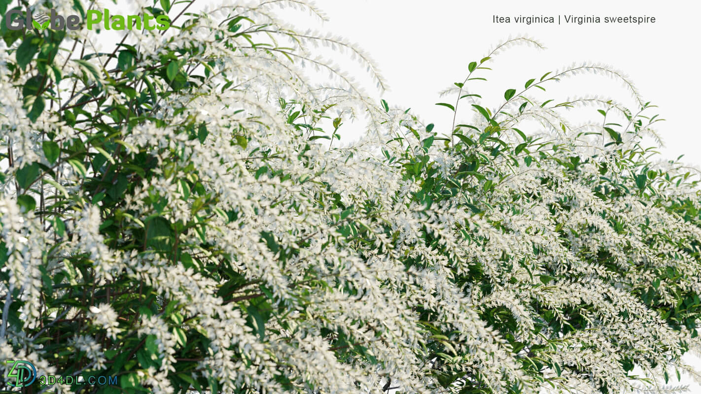 Globe Plants Vol 19 Itea Virginica