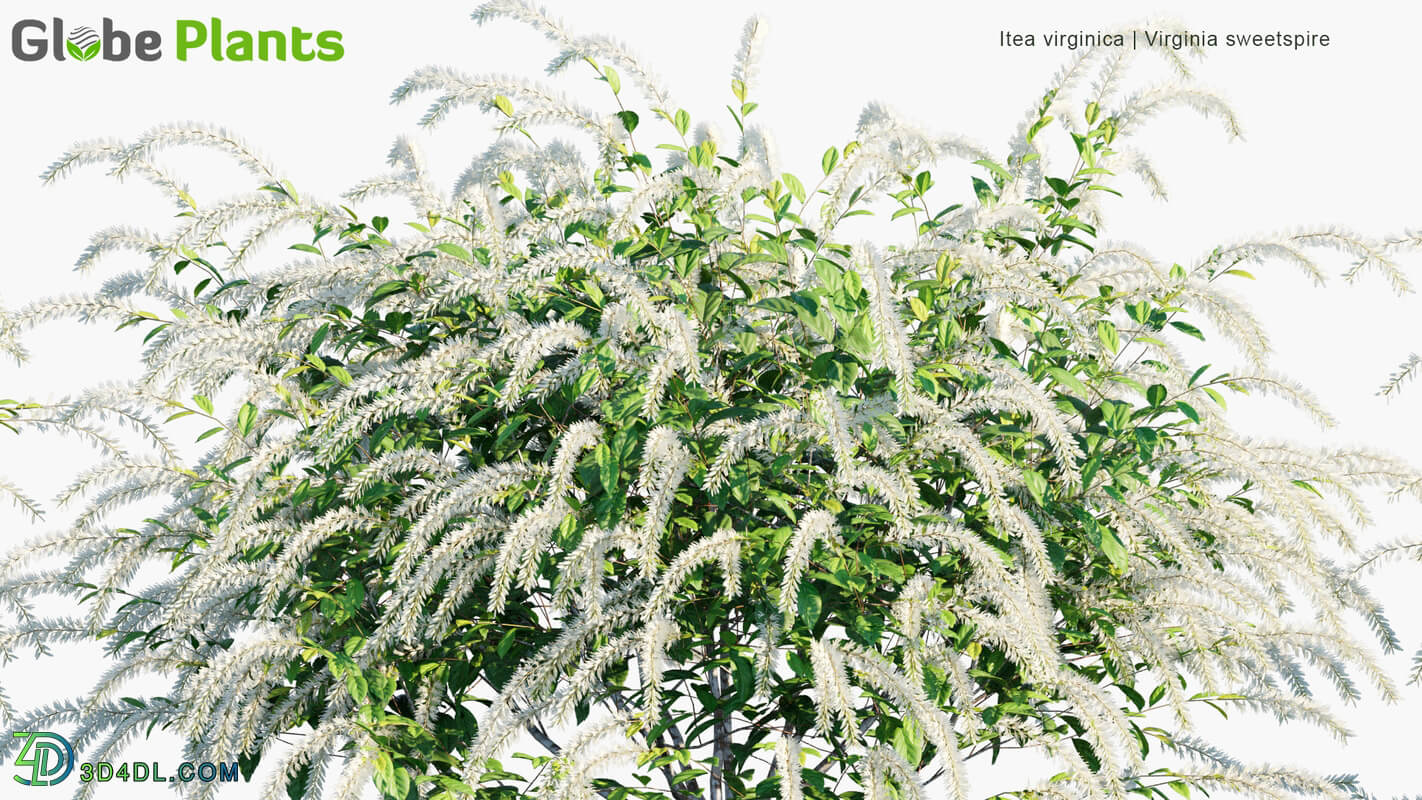 Globe Plants Vol 19 Itea Virginica