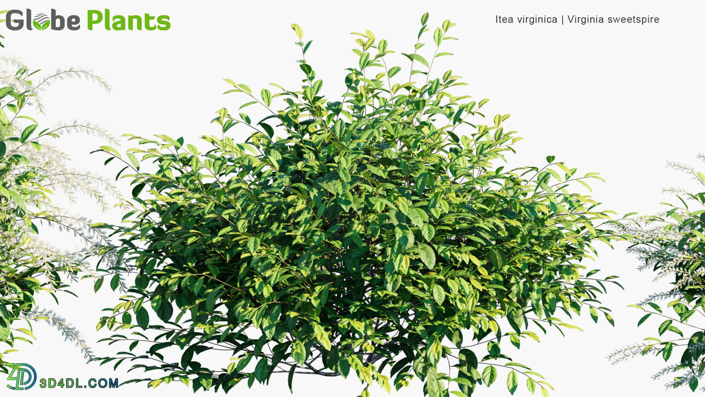 Globe Plants Vol 19 Itea Virginica