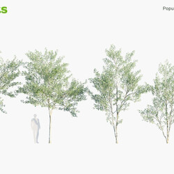 Globe Plants Vol 19 Populus Alba 