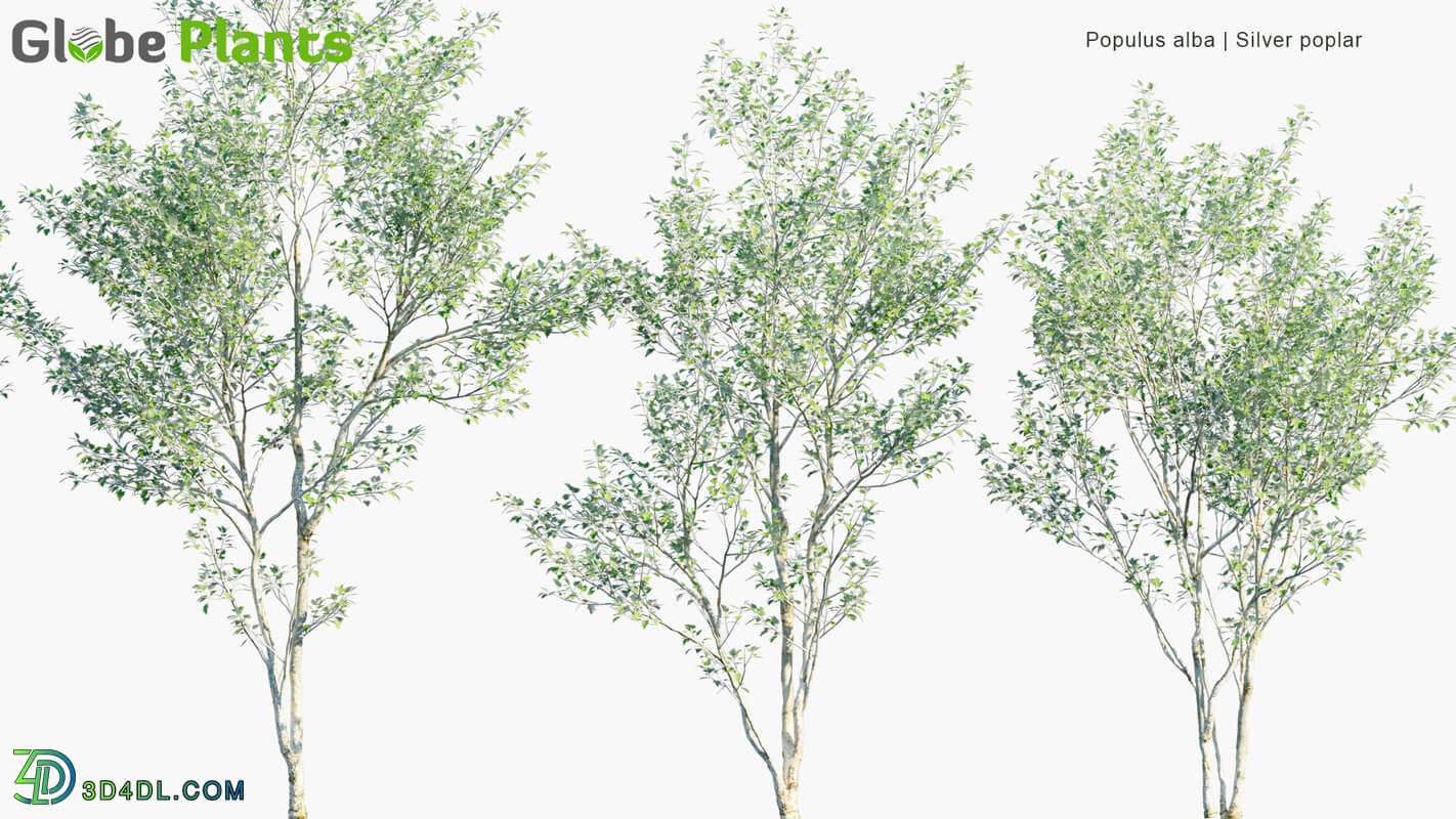 Globe Plants Vol 19 Populus Alba