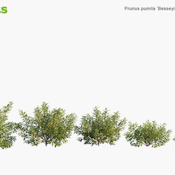 Globe Plants Vol 19 Prunus Pumila Besseyi 