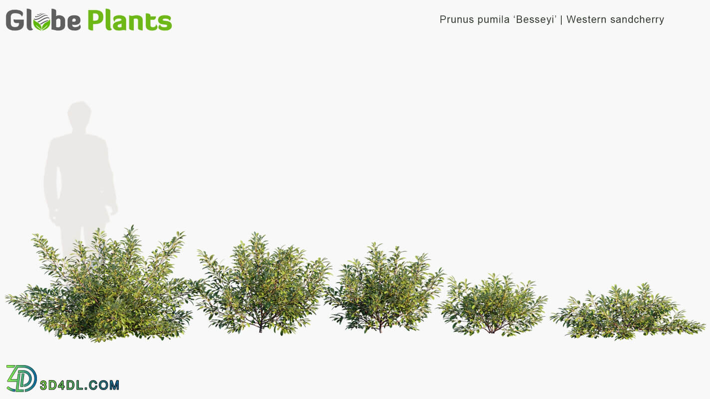 Globe Plants Vol 19 Prunus Pumila Besseyi