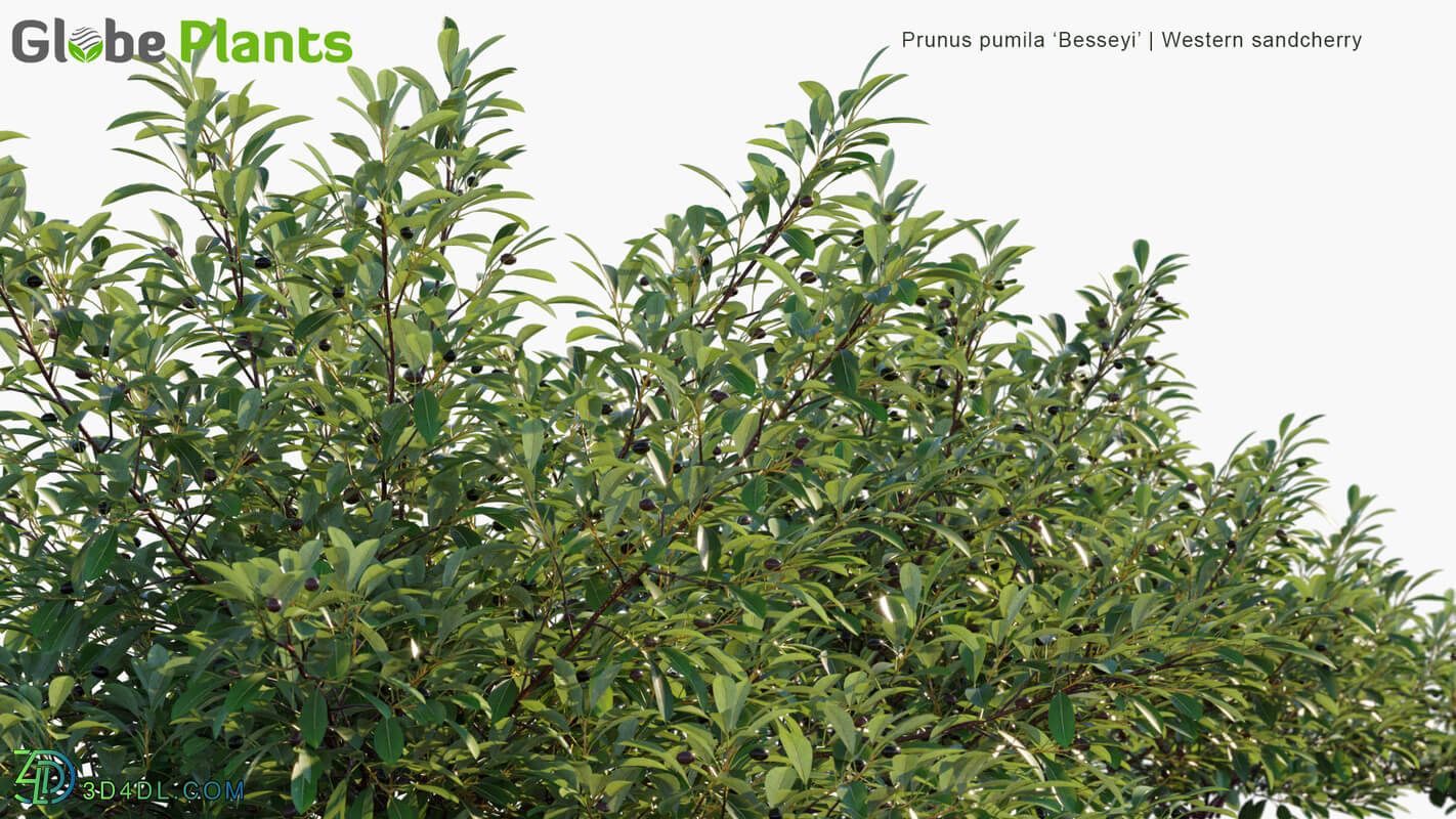 Globe Plants Vol 19 Prunus Pumila Besseyi