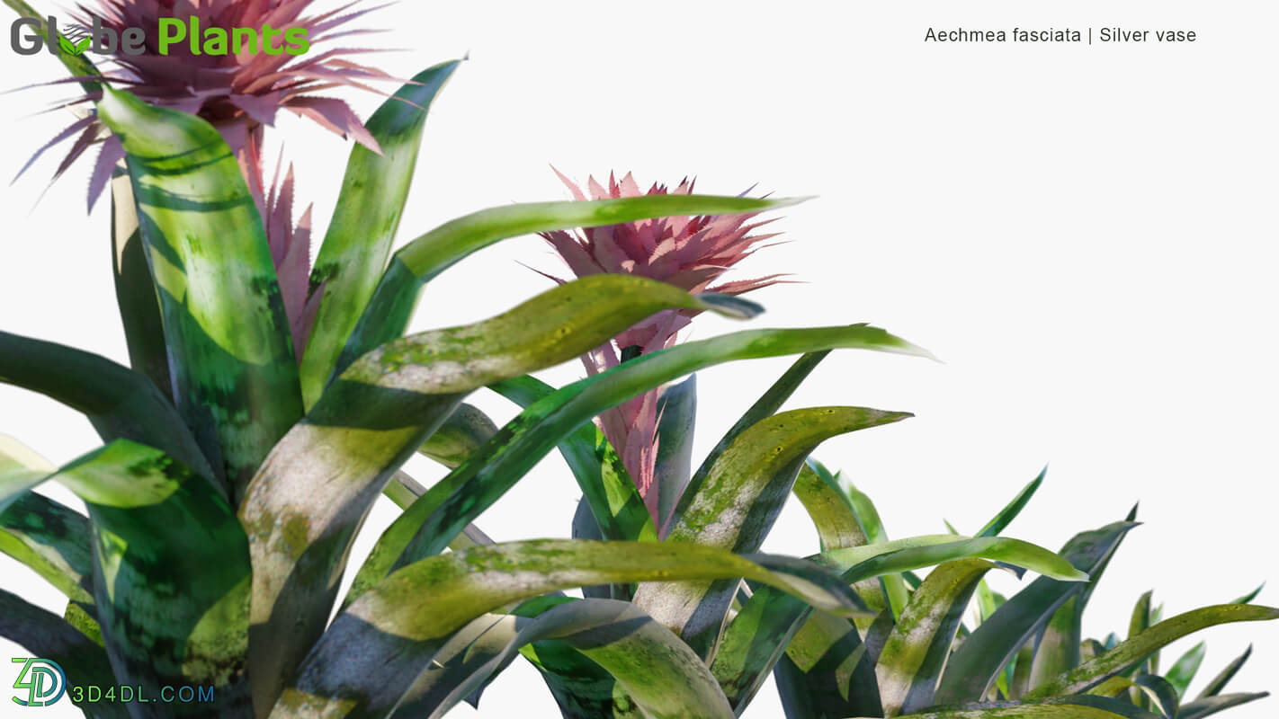 Globe Plants Vol 32 Aechmea Fasciata