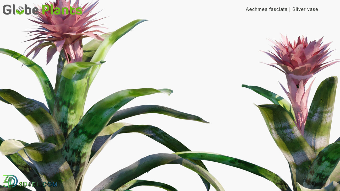 Globe Plants Vol 32 Aechmea Fasciata