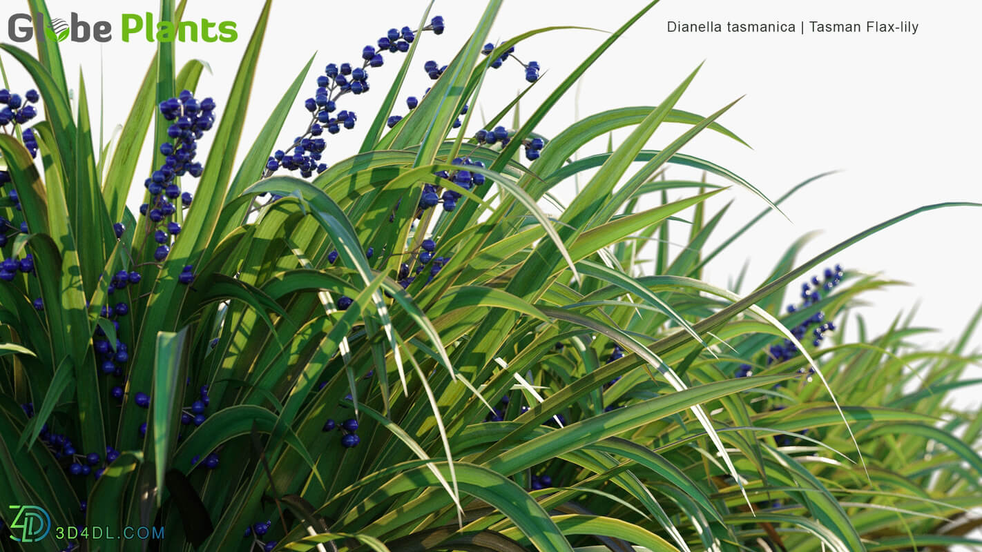 Globe Plants Vol 32 Dianella Tasmanica