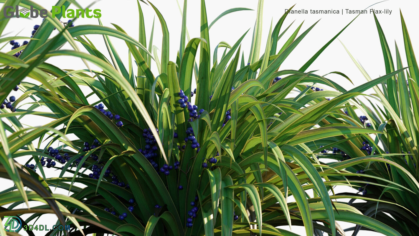 Globe Plants Vol 32 Dianella Tasmanica