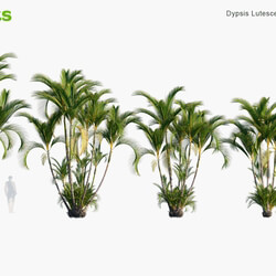 Globe Plants Vol 32 Dypsis Lutescens 