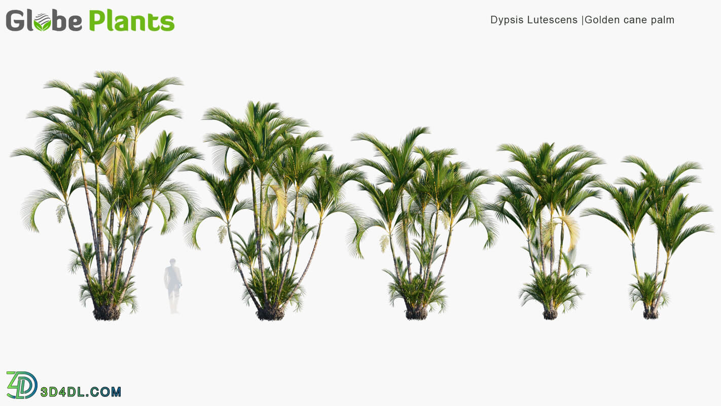 Globe Plants Vol 32 Dypsis Lutescens