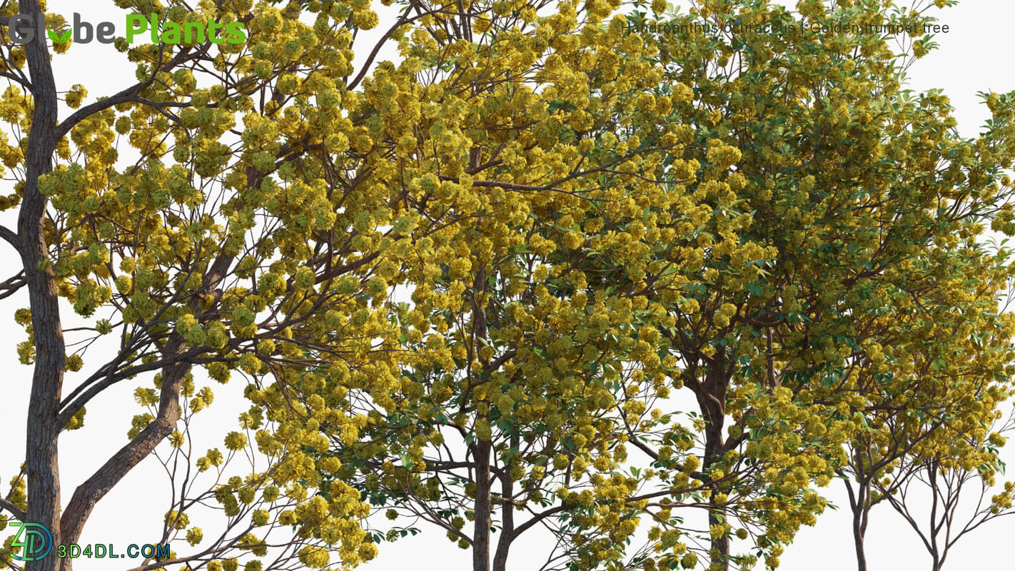 Globe Plants Vol 32 Handroanthus Ochraceus